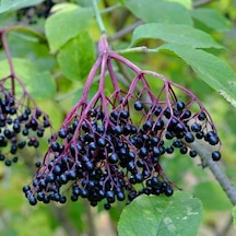 Tüplü Meyve Verme Yaşında Sambucus Nigra Kara Mürver Fidanı