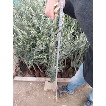1,5 Yaşında Gemlik Trilye Zeytin Fidanı
