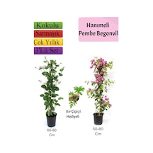 Amerikan Duvar Sarmaşığı+ Pembe Begonvil+ Itır Çiçeği Hediyeli