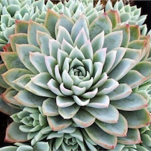 Echeveria Violet Queen Sukulent Tohumu