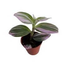 Tradescantia Nonuk Telgraf Çiçeği Fidanı 10-20 Cm