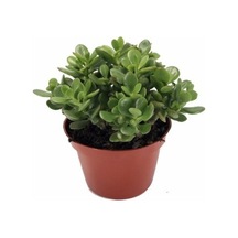 Para Çiçegi Bonsai Yeşim Bitkisi Para Ağacı Şans Bereket Bitkisi 20cm 35 Cm