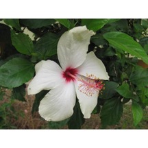 Beyaz Japon Gülü Çiçeği Fidanı 25-35 Cm Saksılı Çiçekli Bodur Bitkiler Japanese Rose