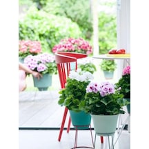 Sardunya- Pelargonium 5’li Karışık Renklerde 15cm