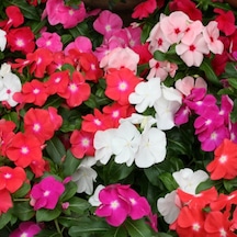 Cezayir Menekşesi Çiçeği Karışık Renk Çiçek Tohumu 50 Adet