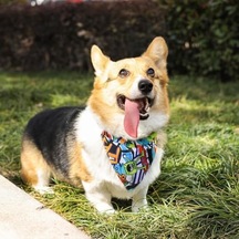 Urban Style Freestyle Bandana Collar M