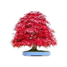 5 Adet Tohum Bodur Bonsai Kırmızı Japon Red Maple Ağacı Bonzai Tohumu Süpriz Hediye Bonsai Tohumu