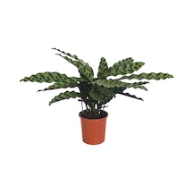 Calathea Lancifolia (Dua Çiçeği) Ø14 CM Y35-40 CM