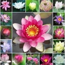 Nadir İthal Kutsal Lotus Çiçeği Tohumu 1 Adet Tohum Su Nilüferi