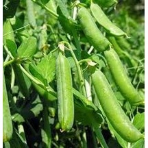 300 Adet Tohum Organik Geleneksel Bezelye Tohumu