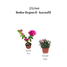 2'li Set Pembe Bodur Begonvil+ Pembe Karanfil Çiçeği Dış Mekan Bitkisi