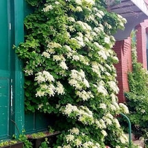 Soğuklara Dayanıklı Hydrangea Anomala Petiolaris Beyaz Kokulu Çiçekli Sarmaşık Ortanca Fidanı