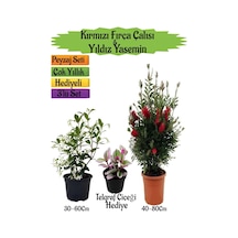 Kırmızı Fırça Çalısı+kokulu Yıldız Yasemin+telgraf Çiçeği Peyzaj Seti