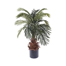 Washingtonia Robusta Palmiye Ağacı Tohumu 3 Tohum +