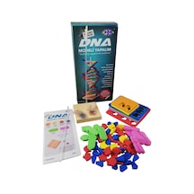 Dna Modeli Yapalım Deney Seti