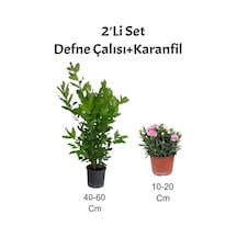 2'li Set Defne Çalısı Karanfil+pembe Karanfil Dış Mekan Bitkisi