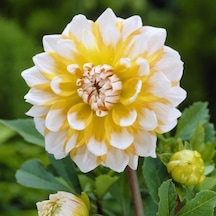 Sarı Beyaz Dahlia Seattle Yıldız Çiçeği Yumrusu (1 adet)