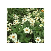 Beyaz Renkli Mini Zinnia Çiçeği Tohumu - 5 Adet