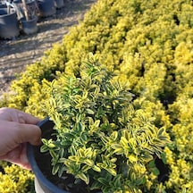 10 Adetaltuni Çıtır Taflan Saksıda. 15-20 Cm. Çok Dallı