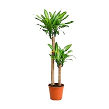 2 Gövdeli Dracaena Massengena Bitkisi 130-150cm