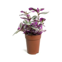 Videolu Pembe Telgraf Çiçeği 1 Adet Saksılı 10-15cm Salon Teras Bitkisi Tradescantia Nanouk