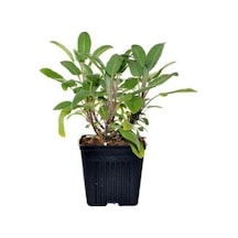 Salvia Culinaria Adaçayı Fidanı 10-20 Cm