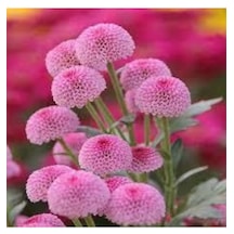 10 Adet Karışık Şeker Tabağı Çiçeği Tohumu Çiçek Tohumu Saksı Toprak Hediyemizdir