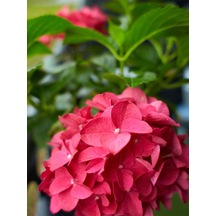 Videolu 1 Adet Kırmızı Çiçekli Ortanca Fidanı 30-55 Cm Tüplü Çiçekli Bodur Bitkiler Red Hydrangea