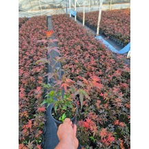 Acer Palmatum Atropurpureum Kırmızı Yakraklı Japon Akçaağaç 1.5 L