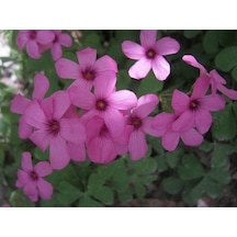 Süs Yoncası Tohumu 500+ Tohum