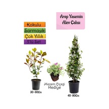Mis Kokulu Arap Yasemini+alev Çalısı Fidanı+mezem Çiçeği Hediye 3'lü Set