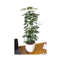 Videolu Şeflera Bitkisi 50 80 Cm 1 Adet Saksılı Iç Mekan Bitkisi Schefflera