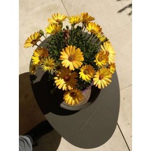 Videolu Sarı Renk Çeşme Papatyası 1 Adet Saksılı/ Tüplü 20-25 Cm Çeşme Daisy