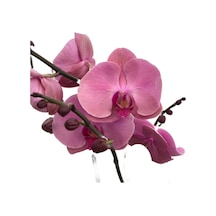 Phalaenopsis 'kumi' Pembe Orkide Ø12 Cm 70-80 Cm