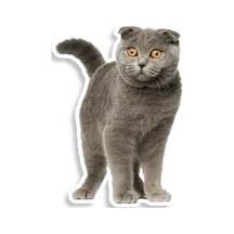 Iskoç Fold Kedi Araba Sticker Etiket Yapıştırma 18Cm