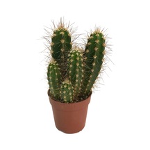 Neocardinazia Herzogiana (Kaktüs) Ø8,5 CM Y10-15 CM