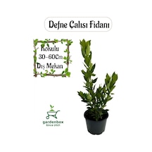 Defne Çalısı Fidanı Kokulu 1 Adet Saksıda Laurus