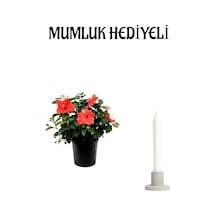 Öğretmenler Gününe Özel Kırmızı Japon Gülü Hibiscus Rosa Mumluk