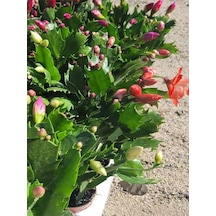 Kırmızı Renk Yılbaşı Çiçeği Saksılı 10-15cm 1 Adet Red Schlumbergera Truncata