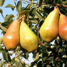 Tüplü Aşılı Orta Erkenci Yarı Bodur İtalyan Carmen Armut Fidanı