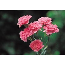 Videolu 1 Adet Kokulu Pembe Karanfil Çiçeği 15-30 Cm Tüplü Çiçekli Bodur Bitkiler Carnation
