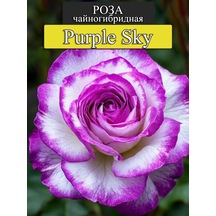 "purple Sky" Gül Fidanı
