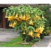 5 Adet Tohum Angel Trumpet Çiçeği Meleklerin Borozanı Çiçek Tohumu Süpriz Hediye Bonsai Ağacı Tohum