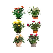 Videolu Yediveren Gül Seti 50 60 Cm 5 Adet Sarı Kırmızı Beyaz Pembe Turuncu "multiflora Rose"