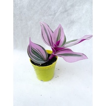 Serada Decor&plant Pembe Telgraf Çiçeği Tradescantia Nanouk 5.5 Cm Saksı