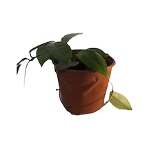 Mum Çiçeği Hoya Cornosa Fidesi Köklenmiş Saksıda Tekli 10 Cm Saksılı