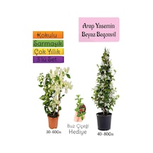 Kokulu Arap Yasemini+beyaz Begonvil+buz Çiçeği 3'lü Bahçe Seti