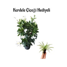 Mis Kokulu Beyaz Renk Mandevilla Çiçeği Sevgililer Gününe Özel Kurdele Çiçeği Hediyeli
