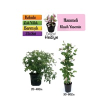 Klasik Kokulu Yasemin+kokulu Hanıme Çiçeği+telgraf Çiçeği 3'lü Peyzaj Seti