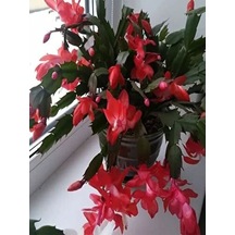 Videolu 1 Adet Kırmızı Renk Yılbaşı Çiçeği 20-30 Cm Tüplü Çiçekli Bodur Bitki Euphorbia Pulcherrima